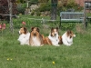 2012-04-24 Collies vom weiten Blick - 73