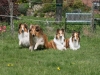 2012-04-24 Collies vom weiten Blick - 74