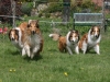 2012-04-24 Collies vom weiten Blick - 75