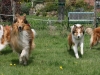 2012-04-24 Collies vom weiten Blick - 76