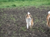 2012-04-24 Collies vom weiten Blick - 8