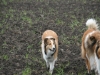 2012-04-24 Collies vom weiten Blick - 9