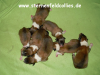 2012-10-22 H-Wurf - Meerschweinchenbande - 4