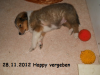 2012-11-28 H-Wurf Happy - 4