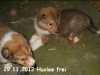 2012-11-29 H-Wurf Huxlee - 3