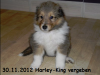 2012-11-30 H-Wurf Harley-King - 1