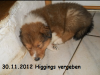 2012-11-30 H-Wurf Higgings - 2