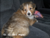2012-12-01 H-Wurf Happy - 4_3