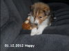 2012-12-01 H-Wurf Happy - 4_4