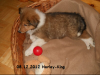 2012-12-08 H-Wurf Harley-King - 1