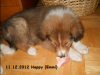 2012-12-11 H-Wurf Happy - 4