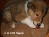 2012-12-11 H-Wurf Higgings - 2