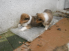 2012-12-16 H-Wurf - 1