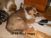 2012-12-18 H-Wurf Happy - 4