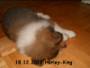 2012-12-18 H-Wurf Harley-King - 1