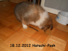 2012-12-18 H-Wurf Hatschi-Pooh - 7