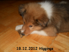 2012-12-18 H-Wurf Higgings - 2