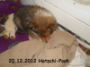 2012-12-20 H-Wurf Hatschi-Pooh - 7