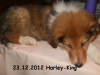 2012-12-23 H-Wurf Harley-King - 1