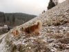 2012-11-30 Milana - 13