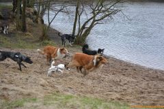 2012-01-08 Hunderunde