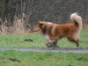 2012-01-08 Hunderunde - 12