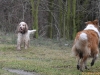 2012-01-08 Hunderunde - 15