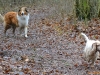 2012-01-08 Hunderunde - 17