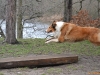 2012-01-08 Hunderunde - 19