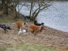 2012-01-08 Hunderunde