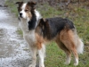 2012-01-08 Hunderunde - 6