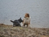 2012-01-08 Hunderunde - 69
