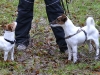 2012-01-08 Hunderunde - 7