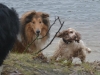 2012-01-08 Hunderunde - 72