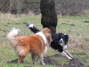 2012-01-08 Hunderunde - 9