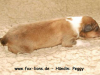 2013-02-02 Peggy - 4_1