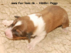 2013-02-02 Peggy - 4_3