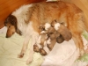 2013-02-13 P-Wurf - 4