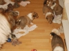 2013-03-01 P-Wurf - 12