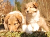 2013-03-13 P-Wurf - 19