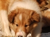 2013-03-13-peggy-3_5