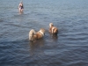 2013-07-19-bodensee-10
