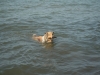 2013-07-19-bodensee-28