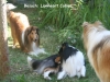 2013-07-20-lionheart-collies-1