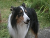 2013-07-20-lionheart-collies-10