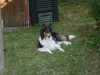 2013-07-20-lionheart-collies-12