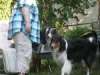 2013-07-20-lionheart-collies-13