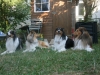 2013-07-20-lionheart-collies-15