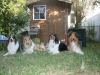 2013-07-20-lionheart-collies-16