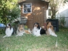 2013-07-20-lionheart-collies-17